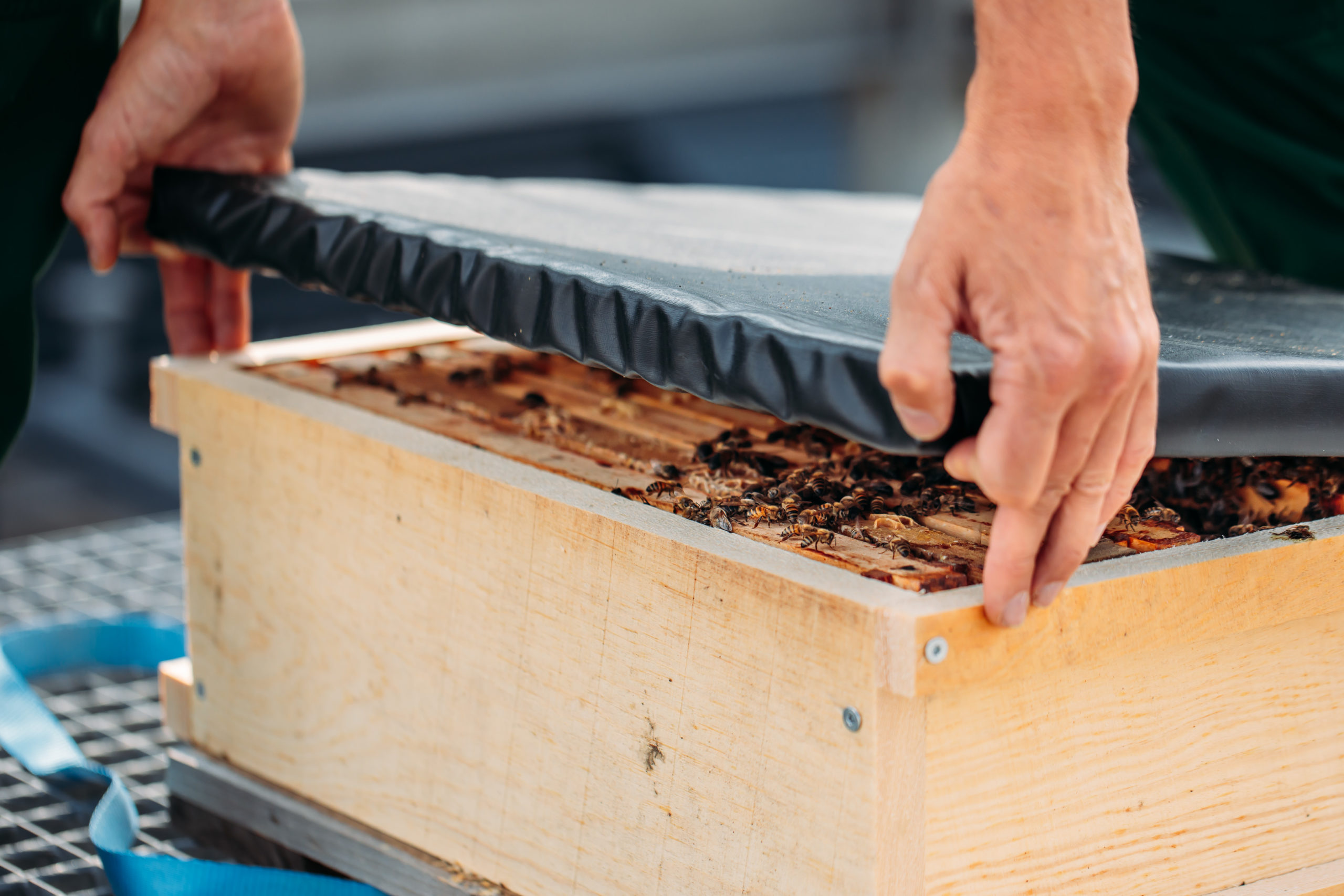 210611_Biesdorf-Center_Bienen_Teil1_0013-scaled-1