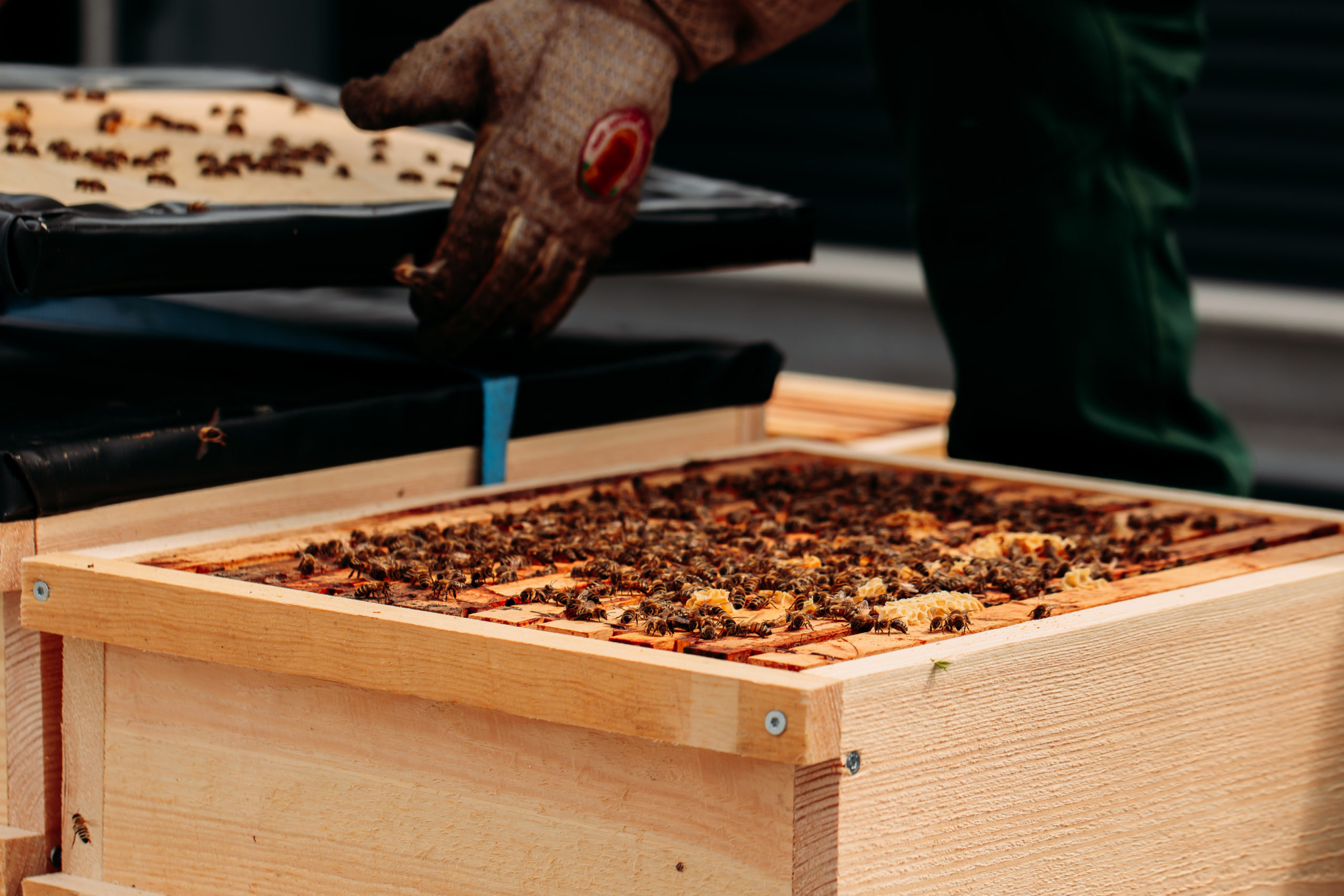210611_Biesdorf-Center_Bienen_Teil1_0042-scaled-2