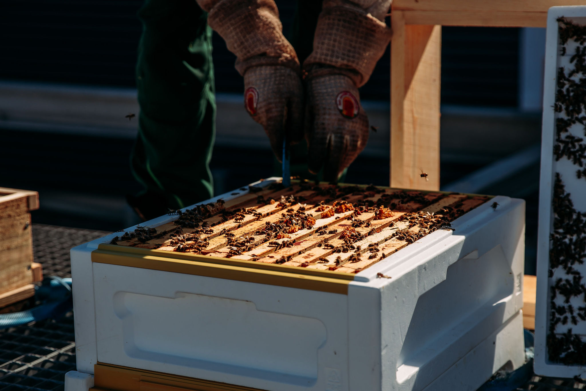 210616_Biesdorf-Center_Bienen_Teil2_0007-1