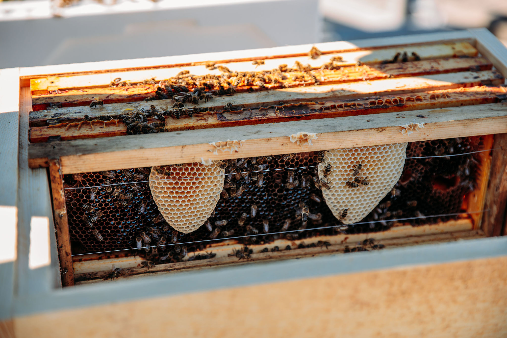 210616_Biesdorf-Center_Bienen_Teil2_0034-2-1