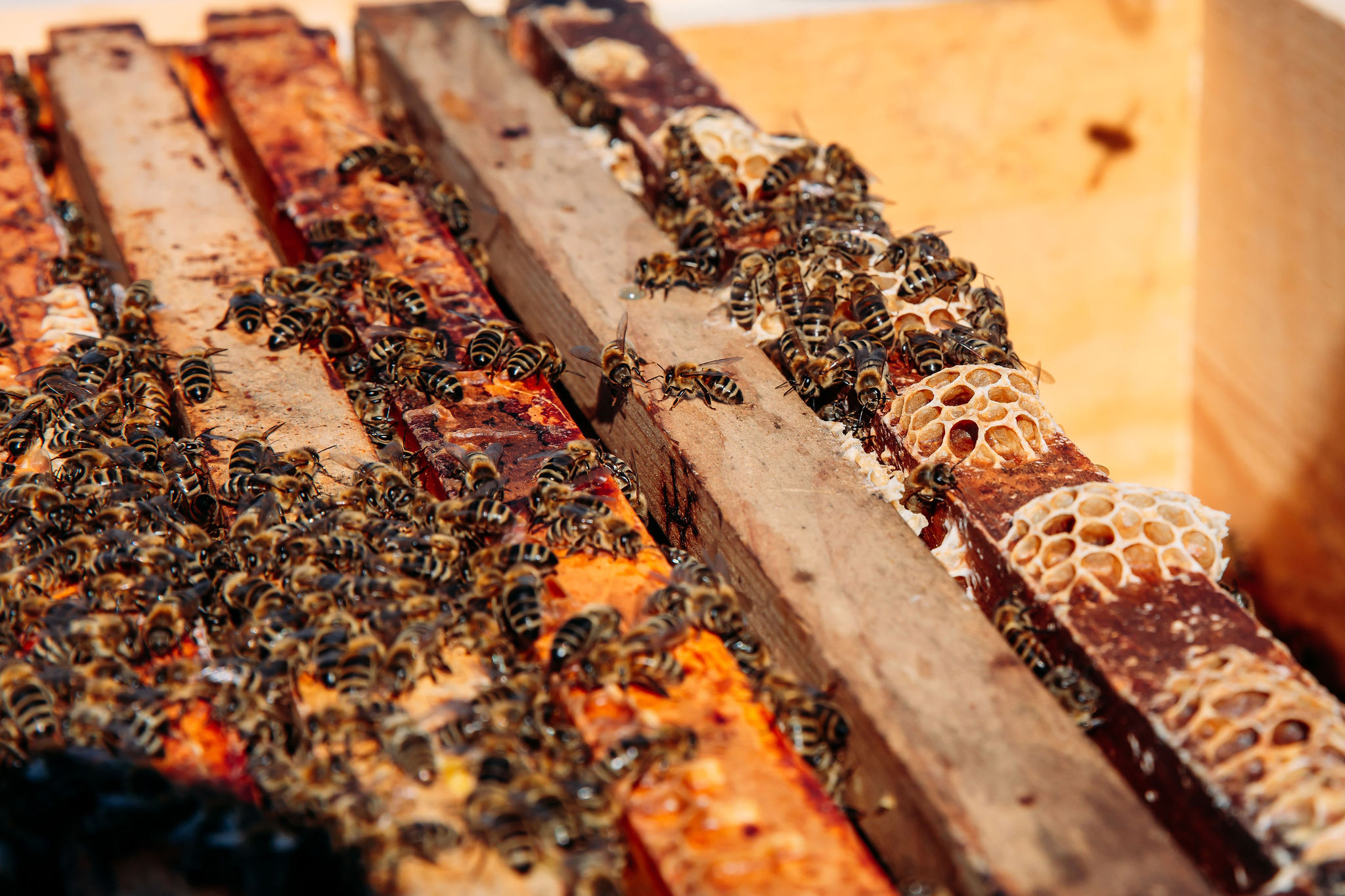 210616_Biesdorf-Center_Bienen_Teil2_0038-1