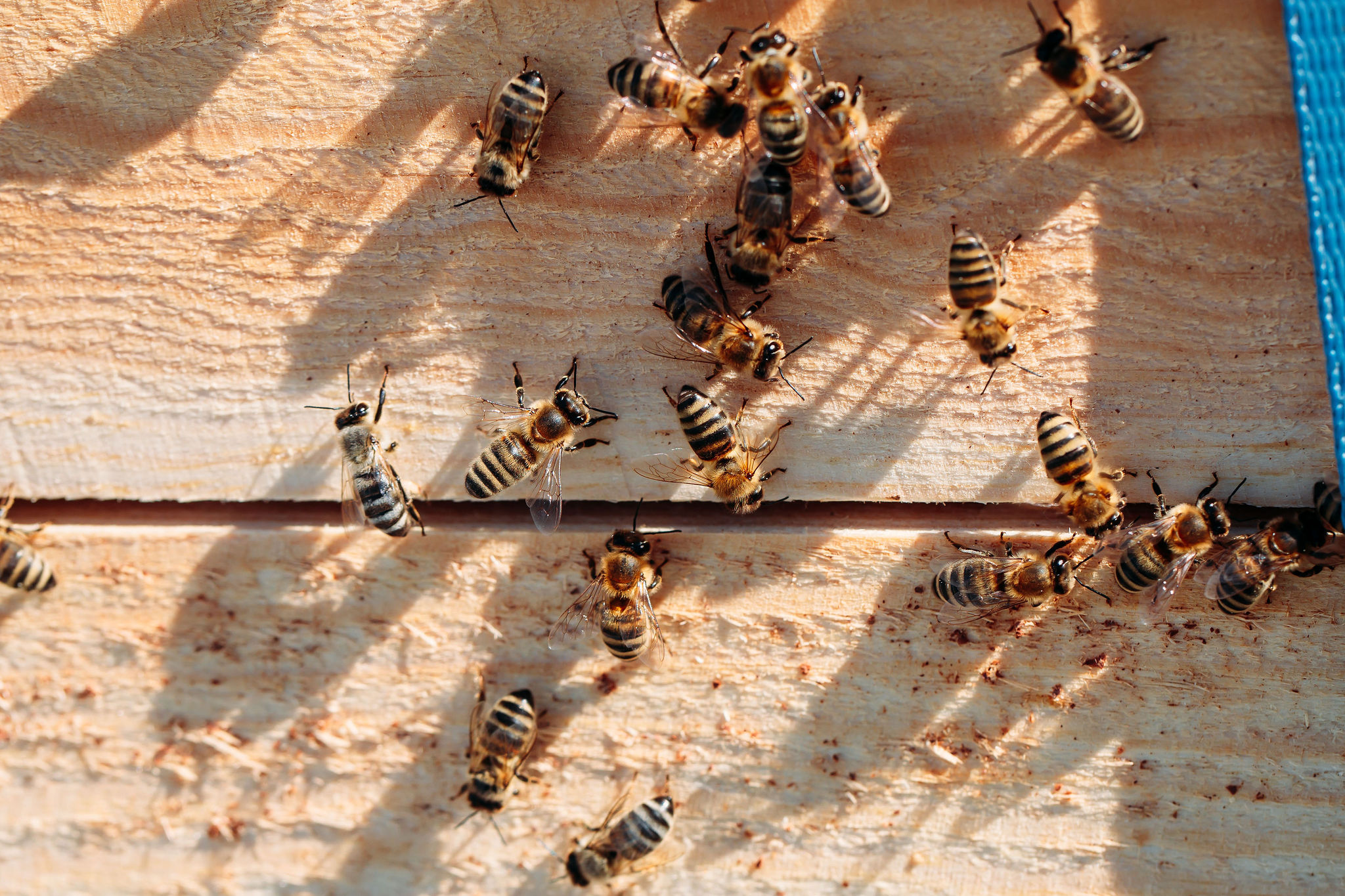 210616_Biesdorf-Center_Bienen_Teil2_0056-1