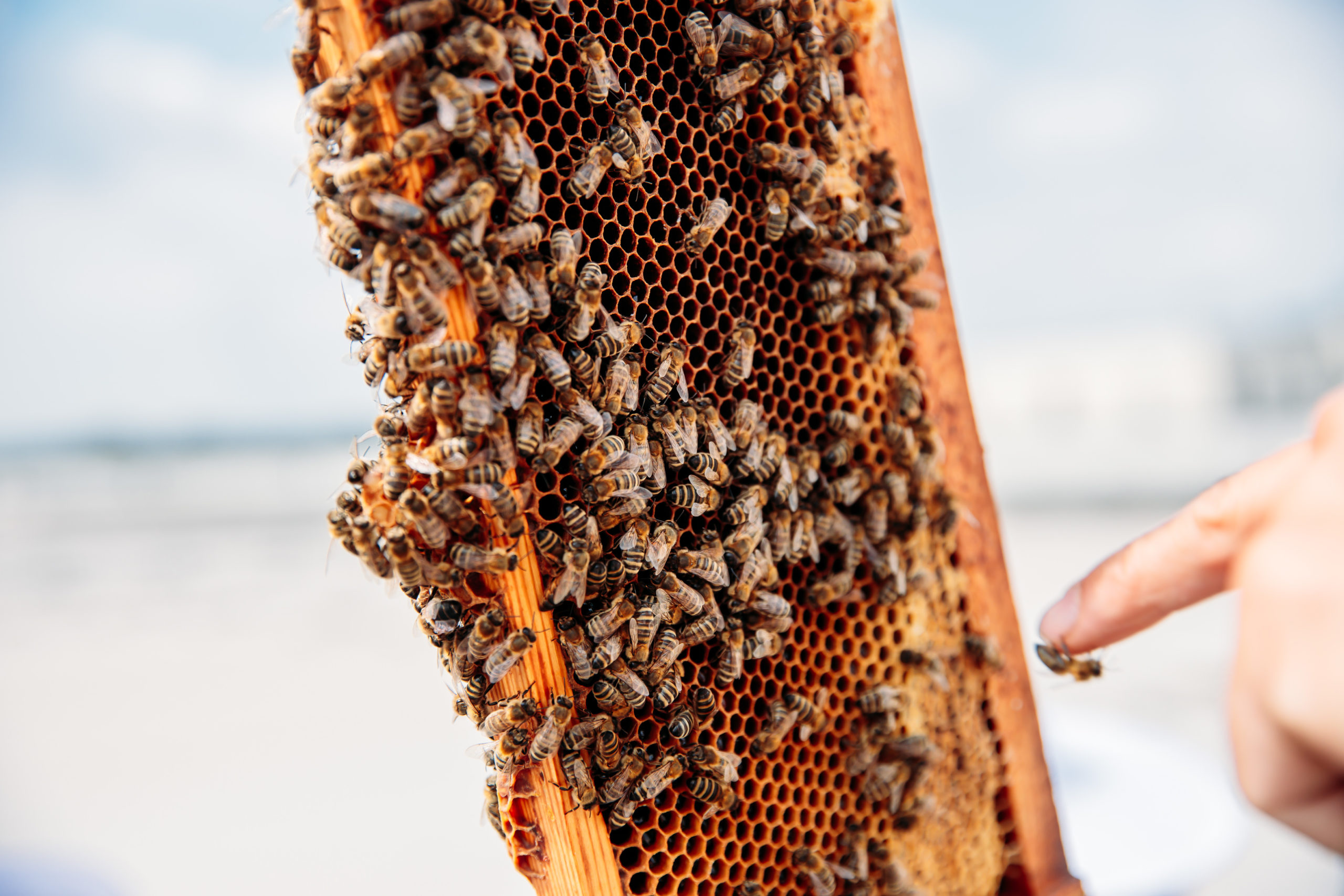 210625_Biesdorf-Center_Bienen_Teil3_0039-1-scaled-1