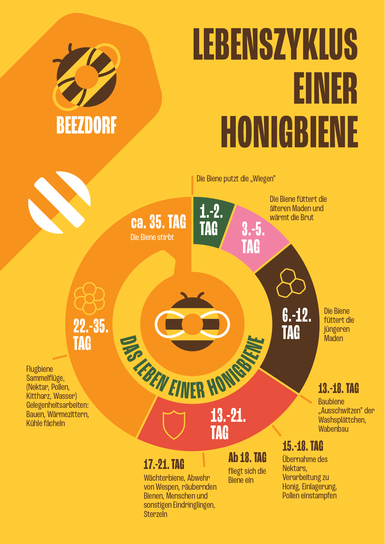 BEEZDORF-lebenszyklus_honigbiene-BEEZDORF