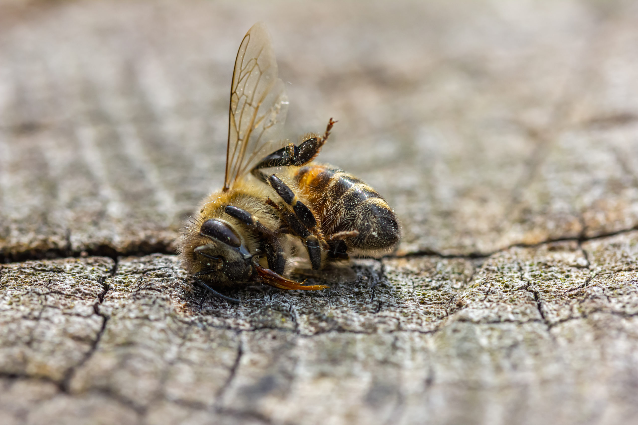 A,Dead,Bee,Lies,On,A,Log