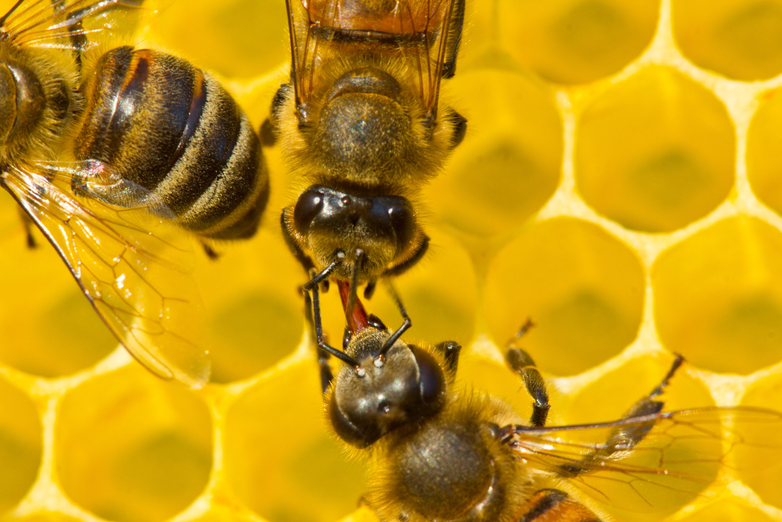 Bees,Share,Information,,Pass,Each,Other,Nectar.,A,Good,And